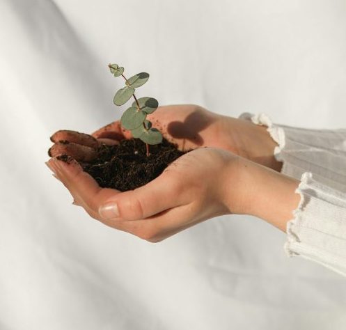 Hands holding seedling